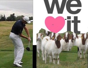 goats in love