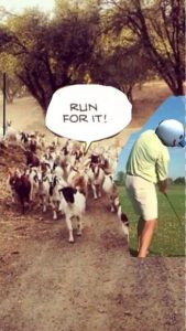 running goats